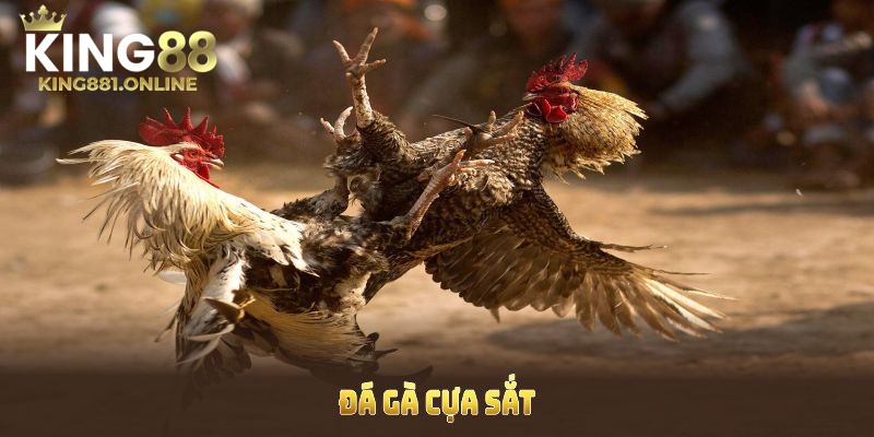 Trận đá gà cựa sắt diễn ra nhanh và quyết liệt