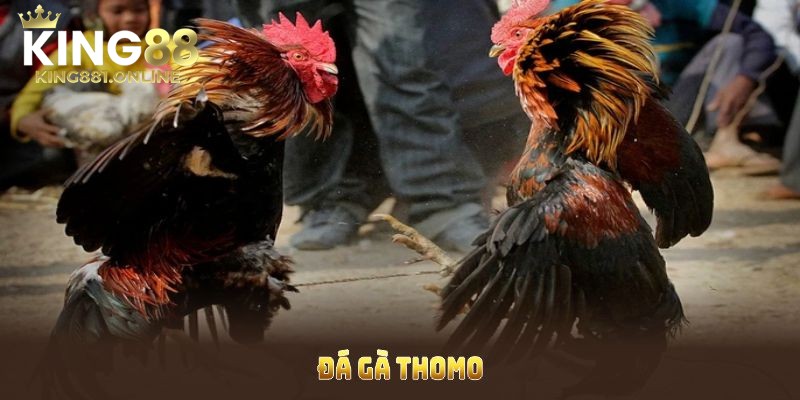 Đá gà Thomo được đông đảo người chơi yêu thích