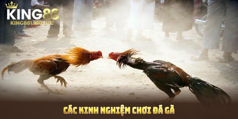 King nghiệm chơi đá gà King88 dễ thắng