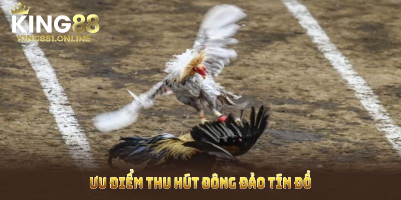Ưu điểm của đá gà mà King88 mang đến